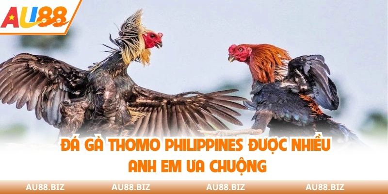 Đá gà thomo Philippines được nhiều anh em ưa chuộng